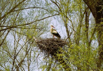 Storch zwischen grünen Ästen auf einem Baumstumpf in seinem Nest stehend