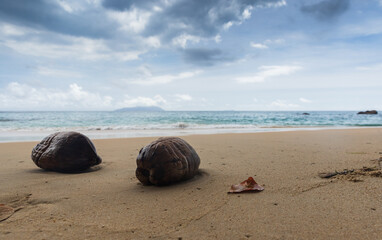 Landscape photo with two coconuts laying on Beau Vallon beach