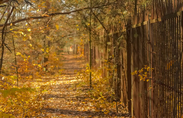 Jesień w lesie wśród złotych barw liści . Ścieżka wzdłuż starego stalowego ogrodzenia w...