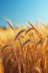 Golden fields of wheat swaying in the wind, promising a bountiful harvest