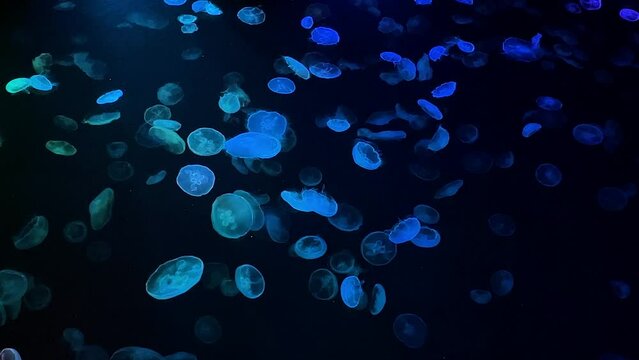 moon jellyfish ranbow color 4K UHD