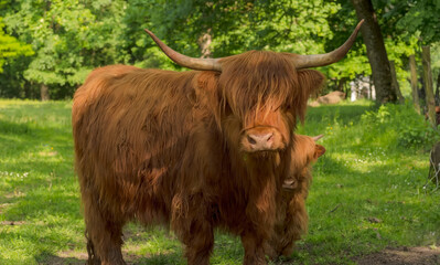 Szkocka krowa wyżynna z przychówkiem z zaciekawieniem spogląda w obiektyw aparatu fotograficznego. Wiosna wśród zielonych traw i drzew. Spokojne łagodne krowy na łonie przyrody. - obrazy, fototapety, plakaty
