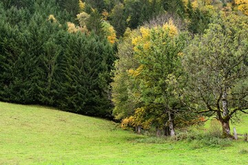 Jesień w górach. Wiatr porywa liście z drzew - obrazy, fototapety, plakaty