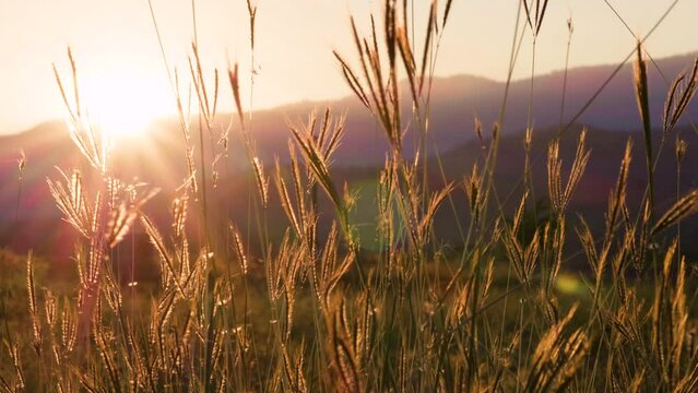 The natural beauty of swaying grass flowers follows the wind breeze as the dusk sunset, slow motion