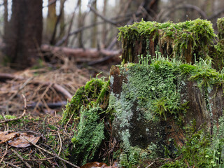 Wald Moose und Pilze bei feuchten Wetter