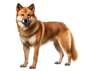 Robust Akita, isolated on a transparent or white background