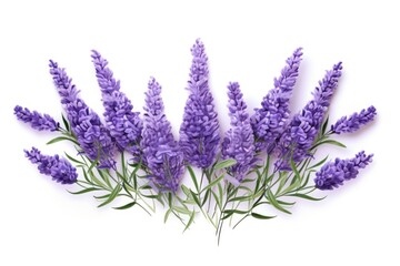 Lavender rectangle isolated on white background top 