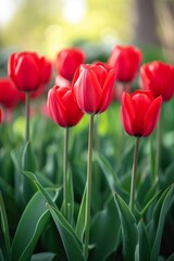 Scarlet tulips standing tall and proud, a symbol of love and passion