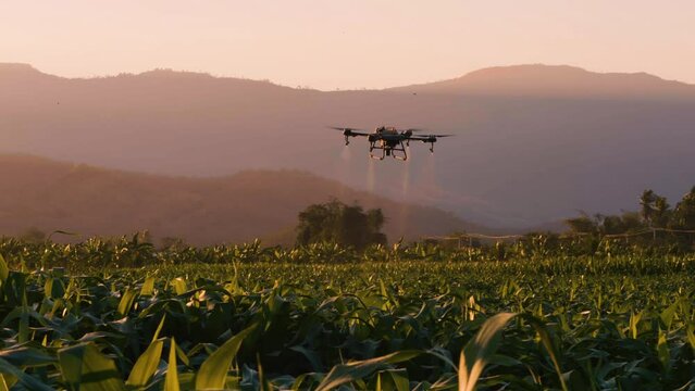 agriculture drone fly spraying fertilizer on green corn field in the evening at countryside of Thailand, agricultural industrial technology, smart farming innovation, slow motion