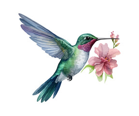 Obraz premium watercolor Hummingbird clipart for graphic resources