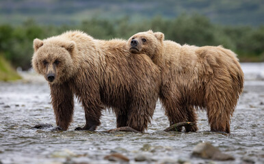 Obraz premium A brown bear fishing for salmon in Karmai. Alaksa