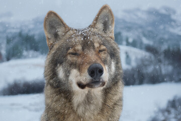 Gray Wolf closed his eyes while it snowed