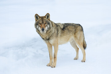 gray Wolf standing in the snow