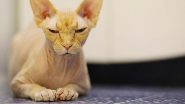 Angry sphynx cat lies on floor in room, closeup view
