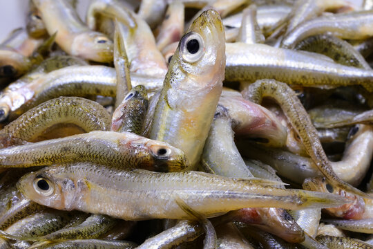 background of many caught fish called sand smelt of Atherinidae family