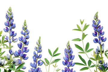 Fototapeta na wymiar Blue False Indigo Flowers on Transparent Background