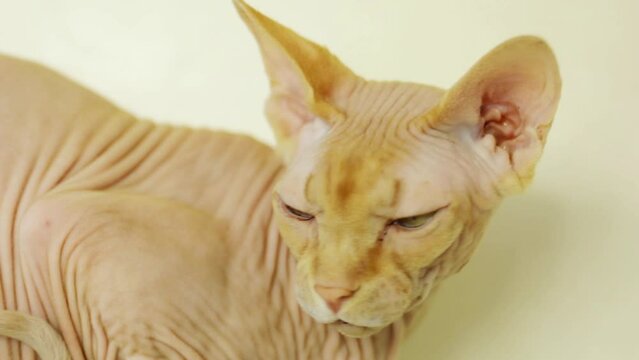 Angry sphynx cat sits on shelf in room, close up view