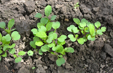 Arugula (Eruca sativa) seedlings sprouted from the seeds in the garden