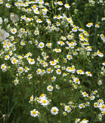Medicinal chamomile (Matricaria recutita) blooms in the meadow among the herbs