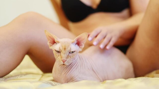 Angry white sphinx cat lies between legs of woman (out of focus), woman strokes animal on bed in room