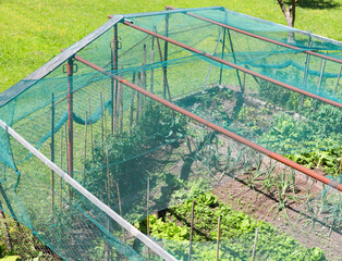vegetable garden but with a large hail protection net to avoid inconveniences and the fresh...