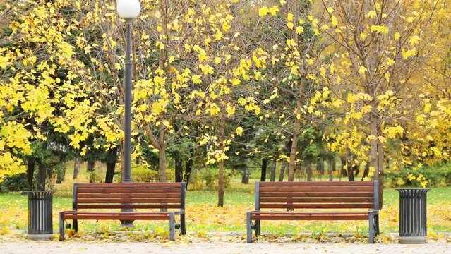 Lantern, wooden benches on walkway in yellow autumn park