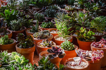 Fototapeta na wymiar Vibrant succulents bask in sunlight, showcasing varied textures and shades. A wide variety of domestic plants in small pots stand on the table illuminated by the sun