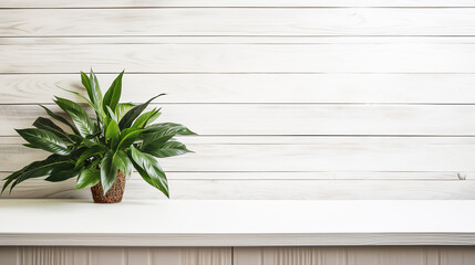 Houseplant in flowerpot on a table in front of light wooden background with copy space