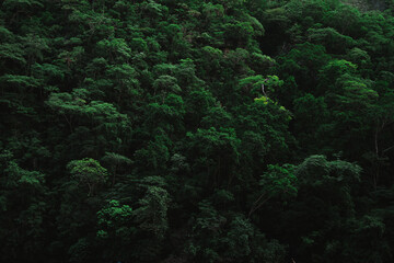 Beautiful green rainforest trees in Sumidero Canyon in Chiapas, Mexico