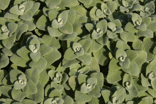 Feuillage de Pseudodictamnus mediterraneus.