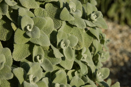 Feuillage de Pseudodictamnus mediterraneus.