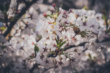 blossom in spring