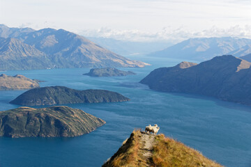 Sheeps enjoying view from coromandel peak at lake wanaka in NZ