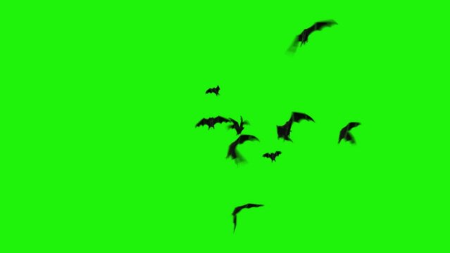 Realistic Bats Flying Toward Viewer Green Screen 4K Loop features bats flying erratically appearing out of the air against a green screen in a loop.