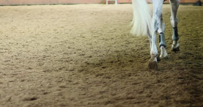 Legs of running graceful white horse on sand in race track, close up