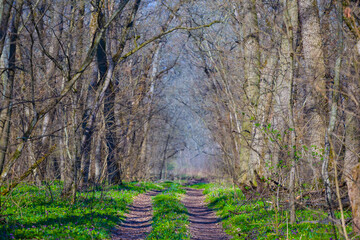 ground road through green spring forest