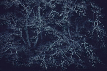 winter trees with no leaves  - obrazy, fototapety, plakaty