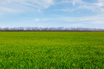Obraz premium green rural field under blue cloudy sky, spring agricultural background