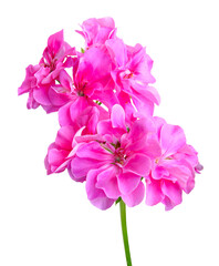 Géranium lierre double rose