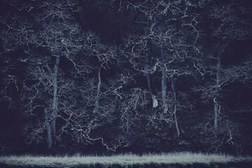 Winter trees with no leaves  - obrazy, fototapety, plakaty