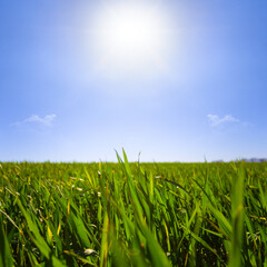 Fototapeta premium closeup green wheat sprouts in light of sparkle sun, spring agricultural farming background