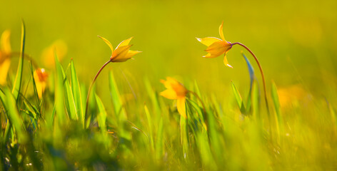 heap of wild yellow tulip in prairie, beautiful spring wild flowers background