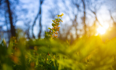closeup spring forest glade with wild flowers at the sunset