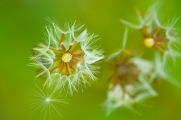Group of dandelion flowers.