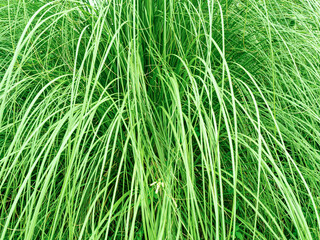 Close-up of green plants of Cortaderia selloana in a park on a sunny day.