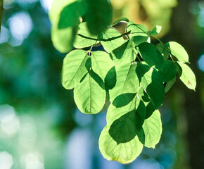 Close-up of a beautiful branch of a green decorative tree in a park.