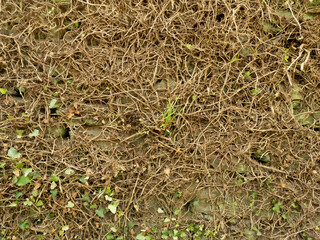 Texture of dried ivy remains on a stone wall on a summer day.