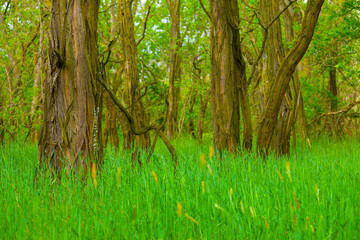 closeup spring green forest glade