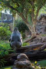 Western lowland gorilla (Gorilla gorilla gorilla) in a zoo of Tenerife (Spain)