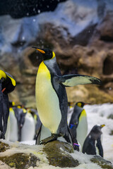 Fototapeta premium Cute penguins in a zoo of Tenerife (Spain)